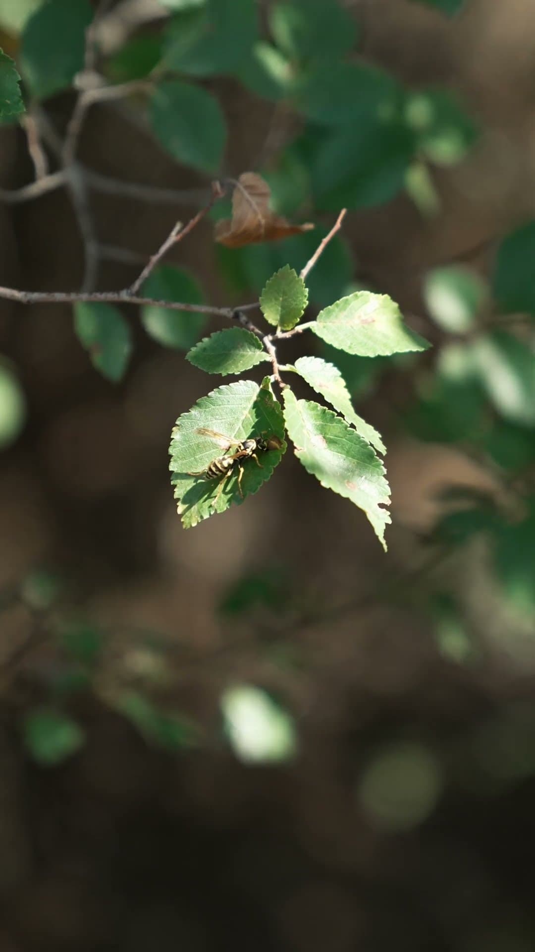 Esterni